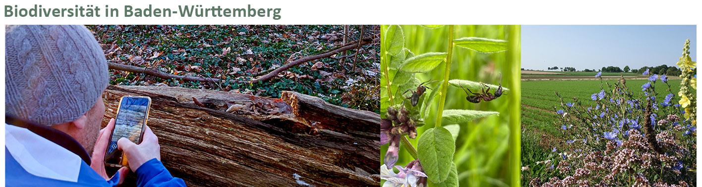 Einleitungsbild in den Fachkurs Biodiversität