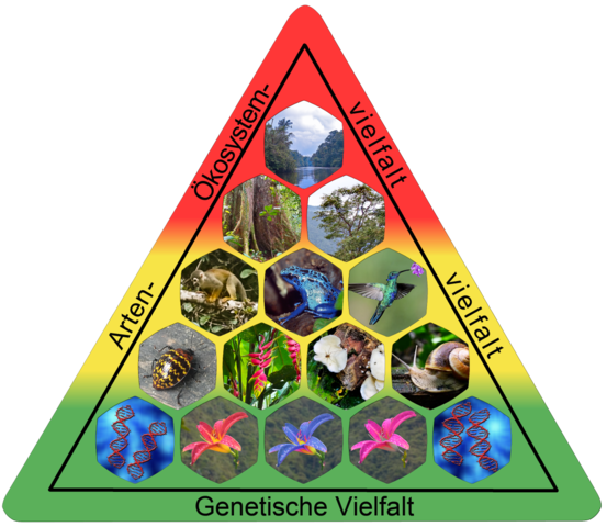 Ebenen der Biodiversität